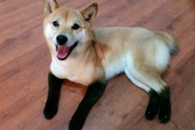 Смешной окрас собак 