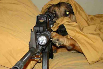 Вот бы мне такого охранника…