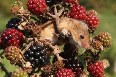 Жизнь - малина