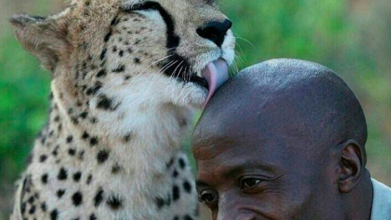 Звериная благодарность 