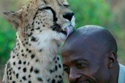 Звериная благодарность 