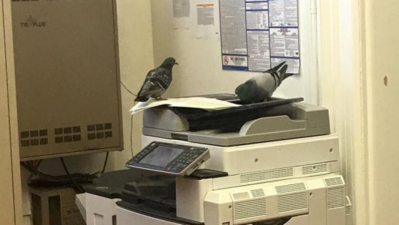 Голуби в поисках семечек