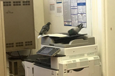 Голуби в поисках семечек