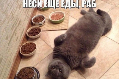 Избалованные коты