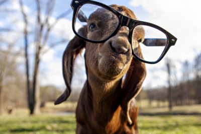 Коза по имени Дереза