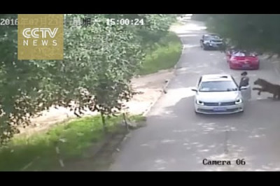 Слабонервным не смотреть!