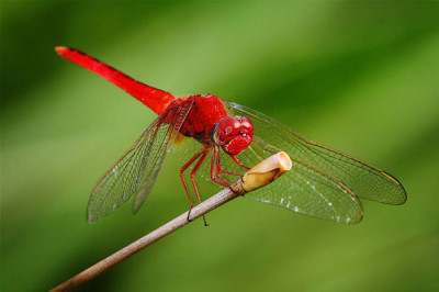 Стрекоза в лобовухе