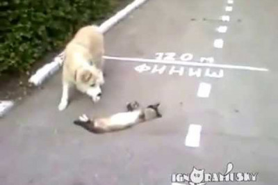 Уморительное видео! Это нужно видеть !