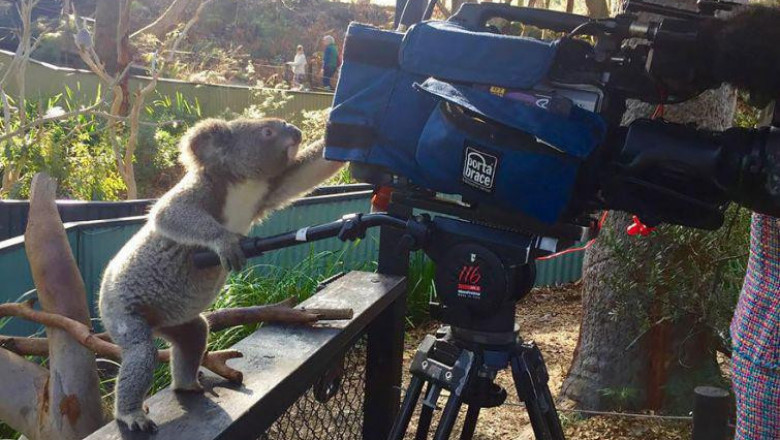 Видеооператор в работе