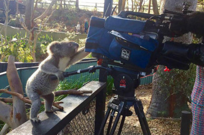 Видеооператор в работе