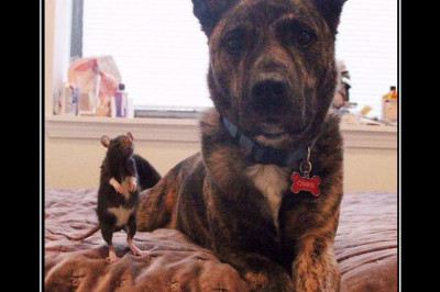 Вместе всегда сильнее