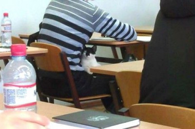 Кот талисман