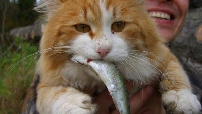 Котам нравится рыбалка