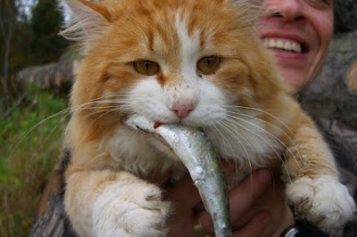 Котам нравится рыбалка