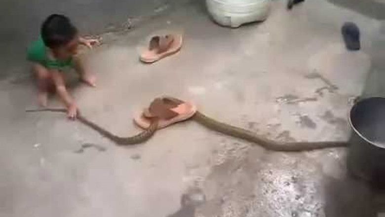 Малыш надругался над змеей