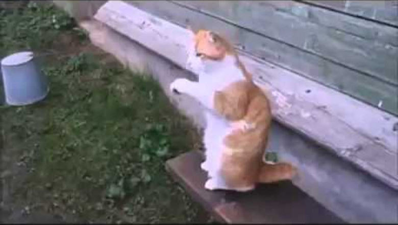 Нашего кота видно издалека