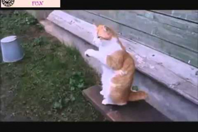 Нашего кота видно издалека