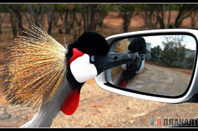 Озорные пернатые друзья