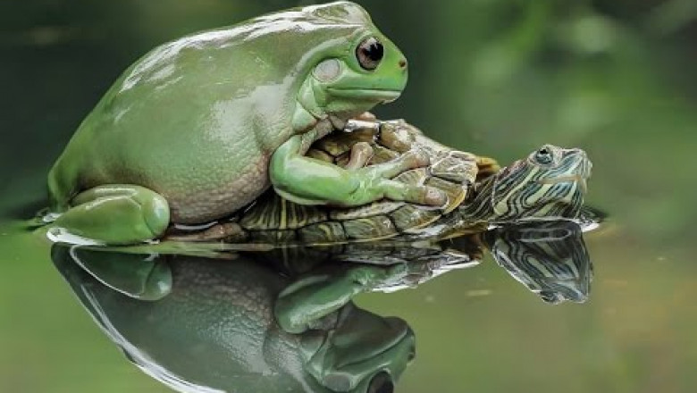 Позитивчик от зверушек