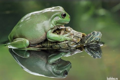 Позитивчик от зверушек