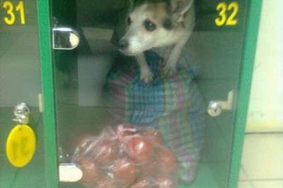 Животные в камере хранения