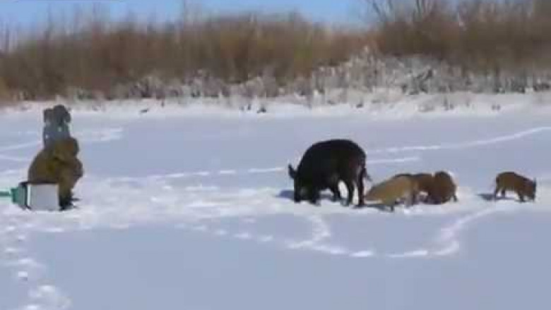 Дикий кабан на рыбалке