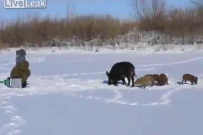 Дикий кабан на рыбалке