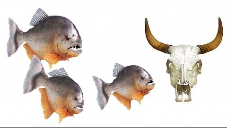 Кормление пираний 