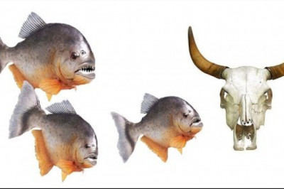 Кормление пираний 