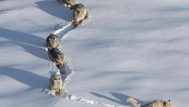 Коротко о том , что значит " вести за собой" 