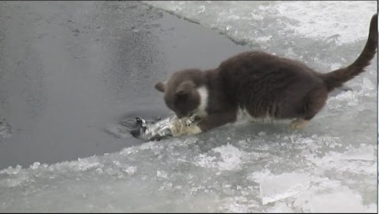 Кот поймал рыбку