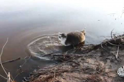 Кот решил порыбачить 