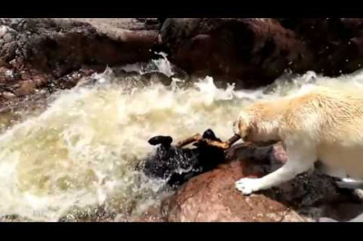 Лабрадор спас своего товарища
