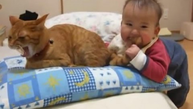 Малыш и рыжий кот