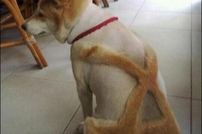 Мой хозяин идиот