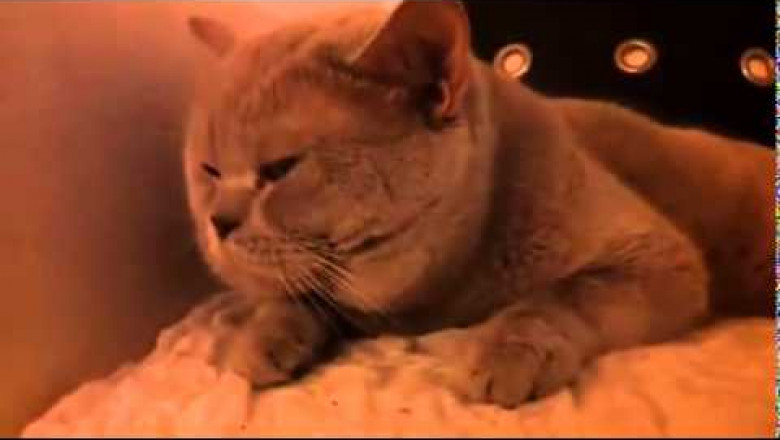 Мужик разговаривает с котом