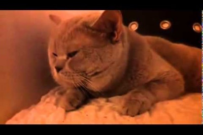 Мужик разговаривает с котом