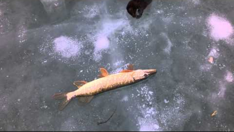 Наглая норка ворует щуку