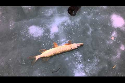 Наглая норка ворует щуку