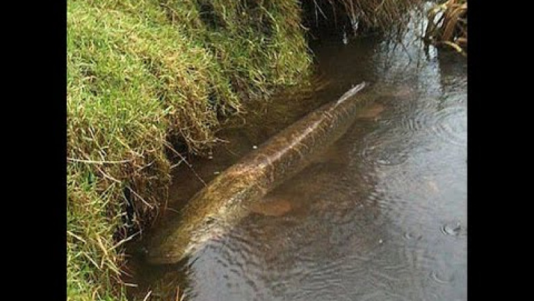 Один заброс и две щуки