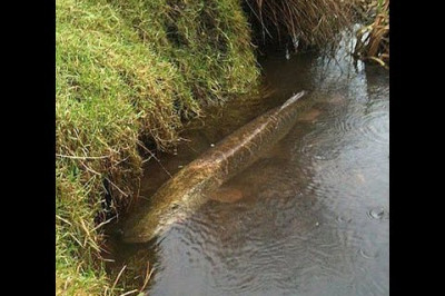 Один заброс и две щуки