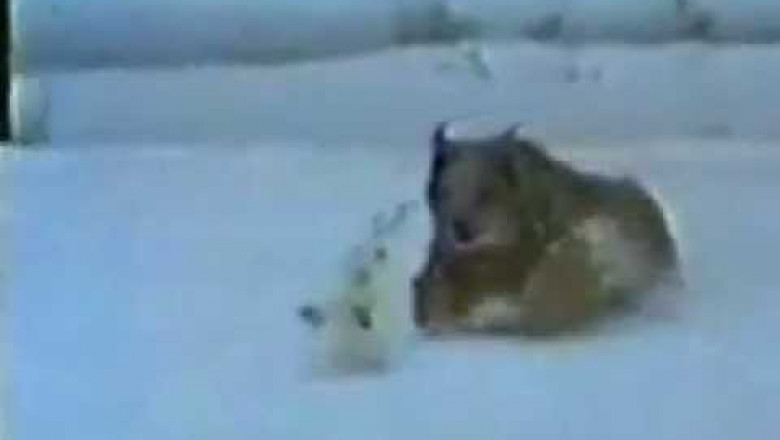 Охота рыси на зайца