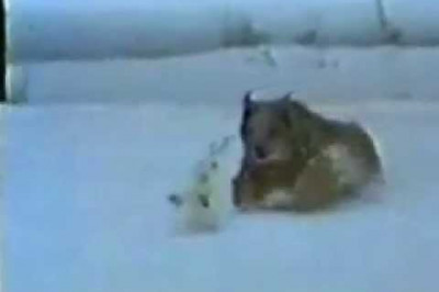 Охота рыси на зайца