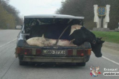 Перевозка животных