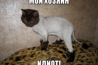 Прическа для котов