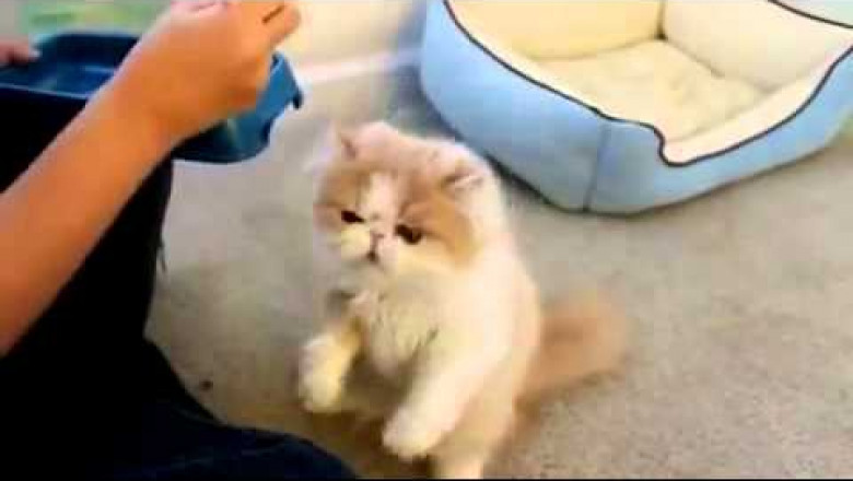 Пушистый кот завтракает стоя