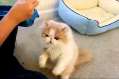 Пушистый кот завтракает стоя