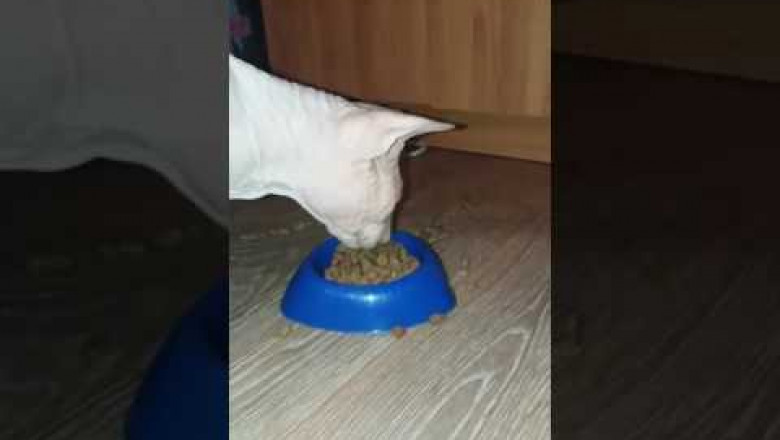 Забавный кот поедает корм