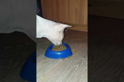 Забавный кот поедает корм