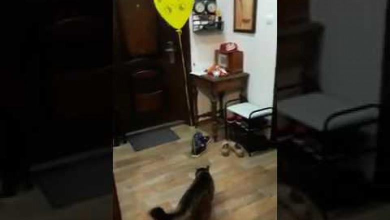 Занимательное развлечение для кота